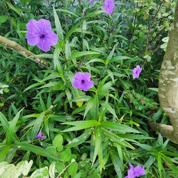 7 Purple Flowering Mexican Petunia (Ruellia simplex) Unrooted Stem Cuttings x 3 - Picture 6 of 6